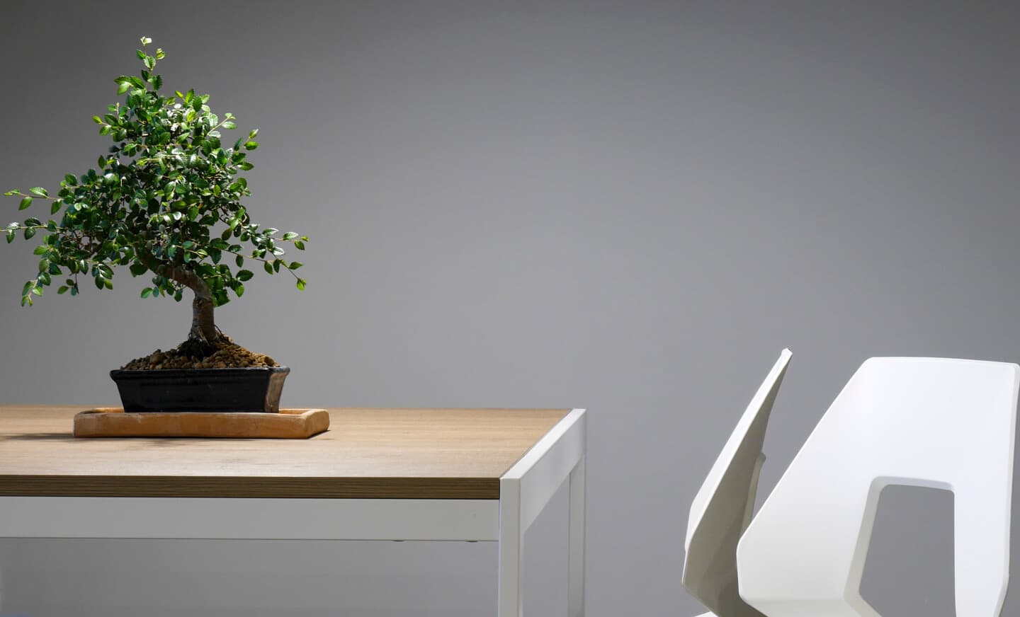 Plant arrangement on a table